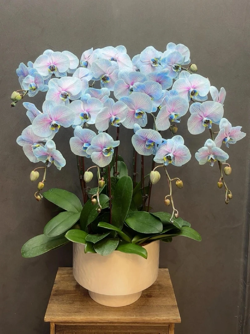 【鸡尾酒蝴蝶兰】高级蝴蝶兰基地直发  好养耐养苗情优质带花苞