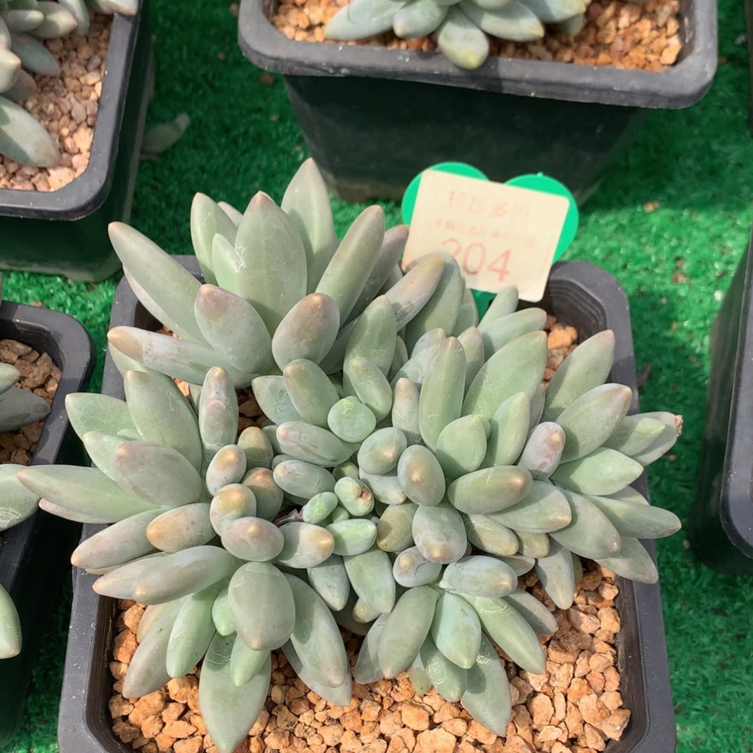 晶***晶白兰地无砍平头补差价204