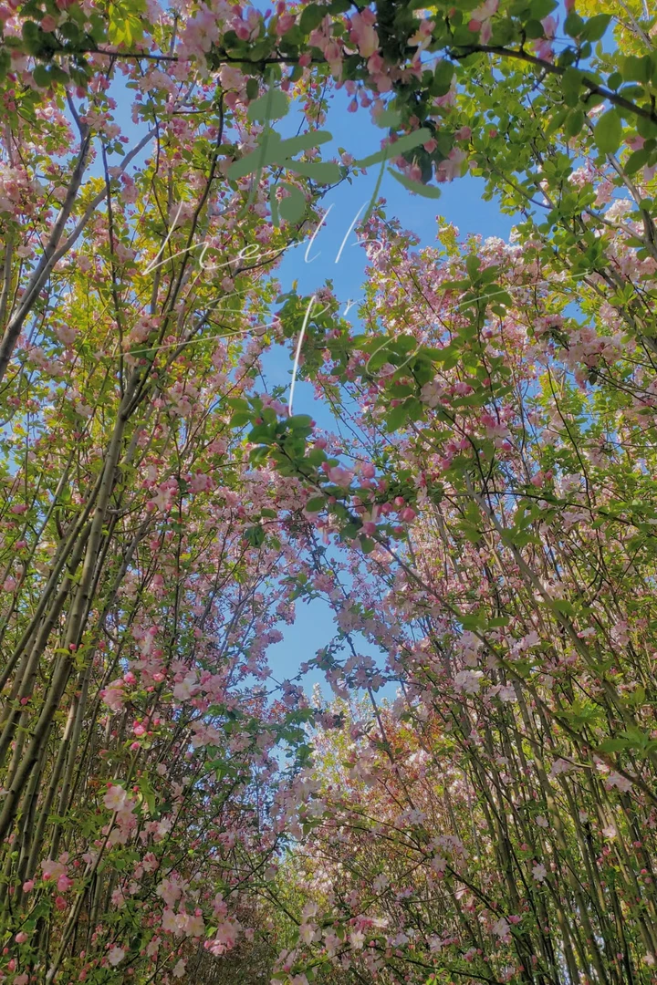 精品老北京西府海棠