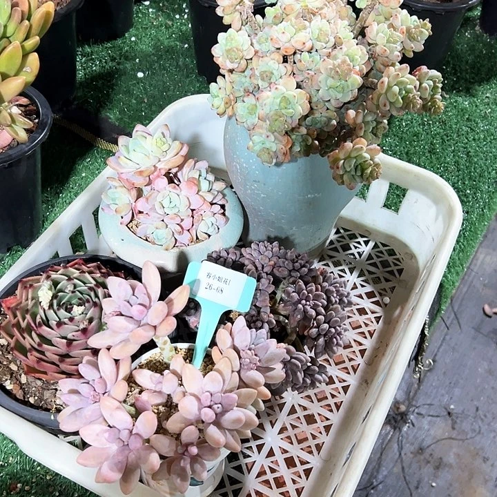 26.68一筐多肉植物