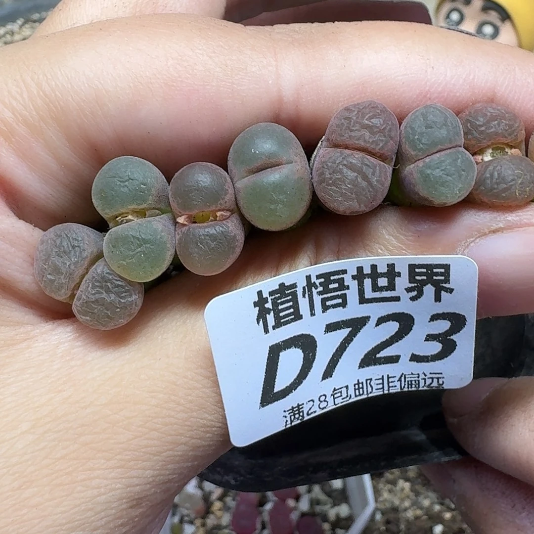 多肉植物的润泽fgb