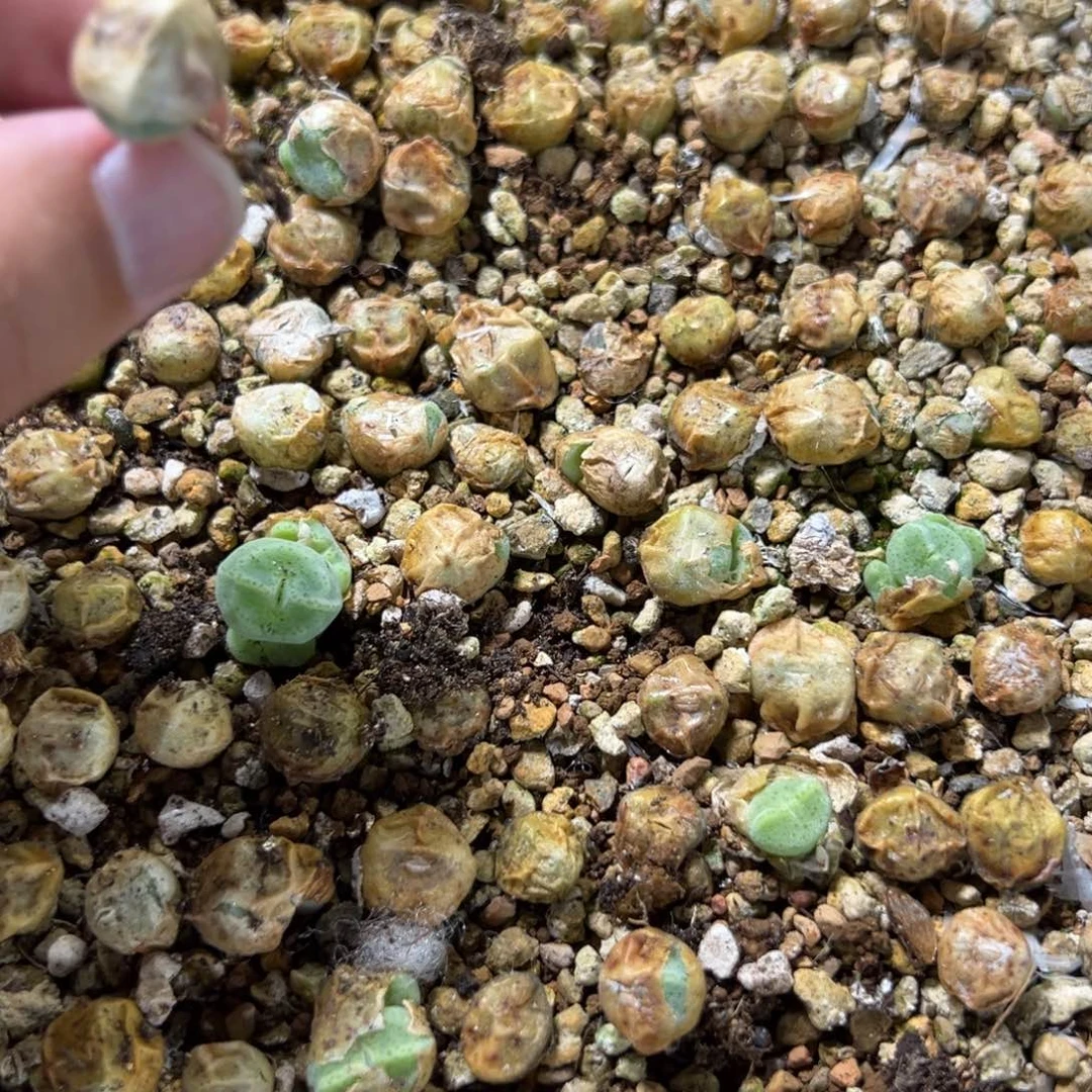 量拍绿豆糕母本一颗，挑大的发