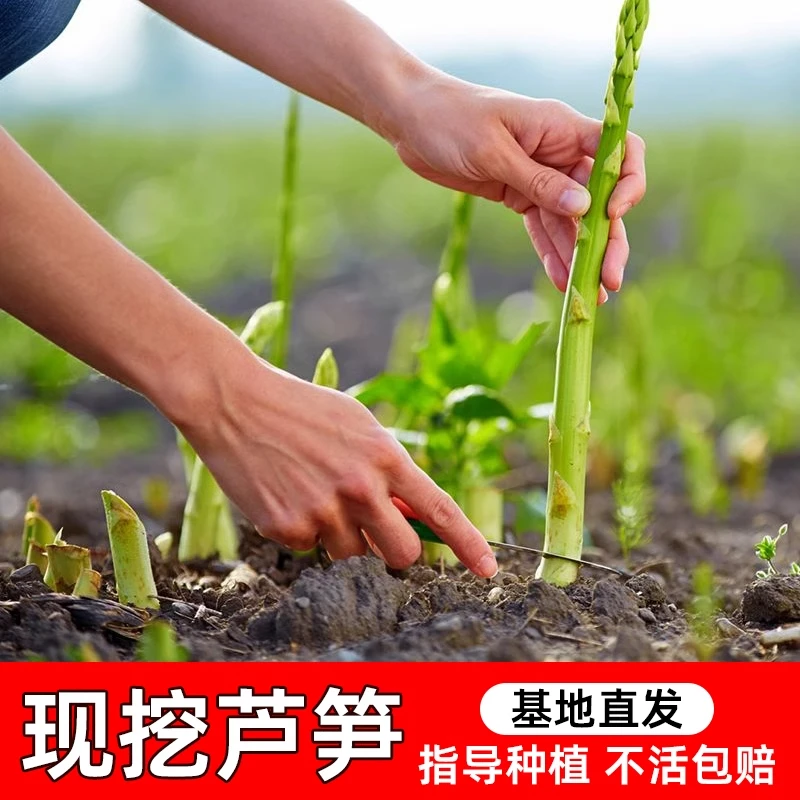 芦笋根苗家庭自种根种籽芦笋种孑秧苗不带土阳台四季种植蔬菜盆栽