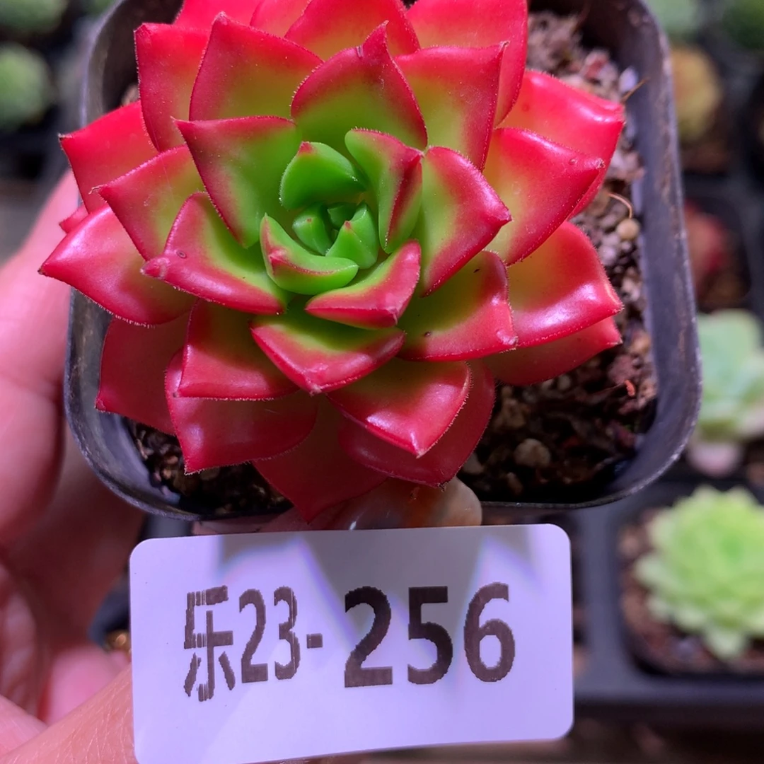 乐然23-256 蒂亚