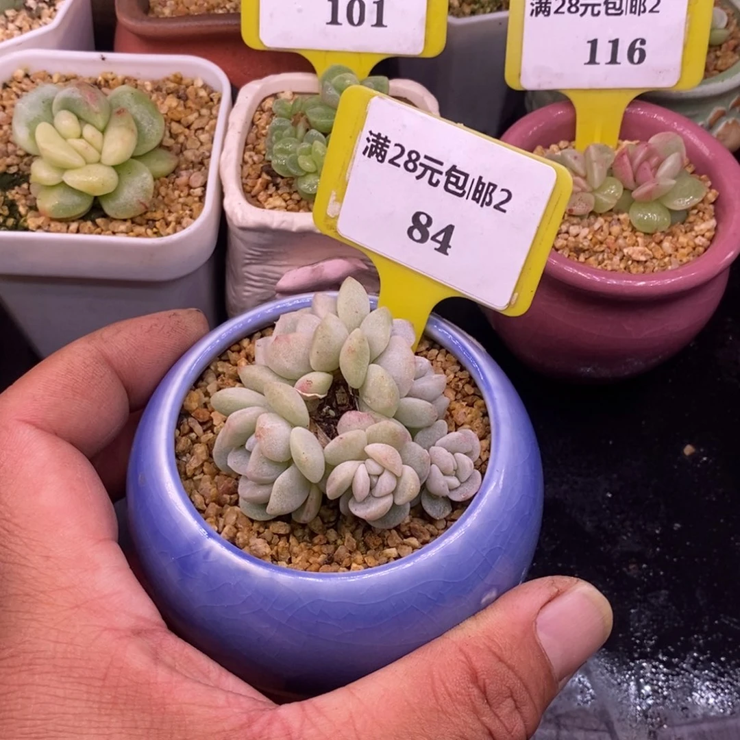 284小脸趴地，冰玉石化5头分心
