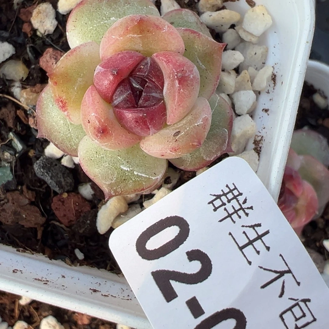 小卡拉米糖心一物一拍2-47