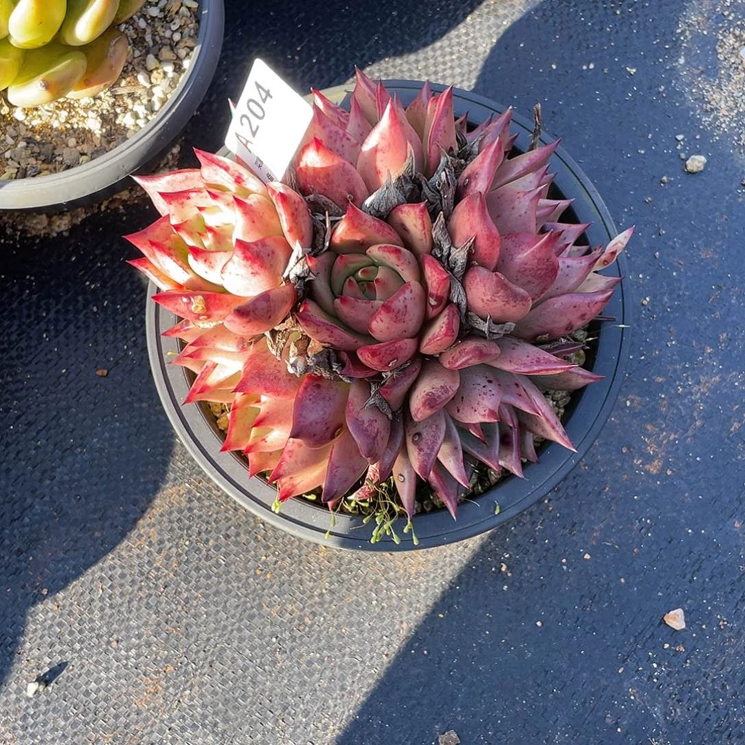 若如东云单拍A204