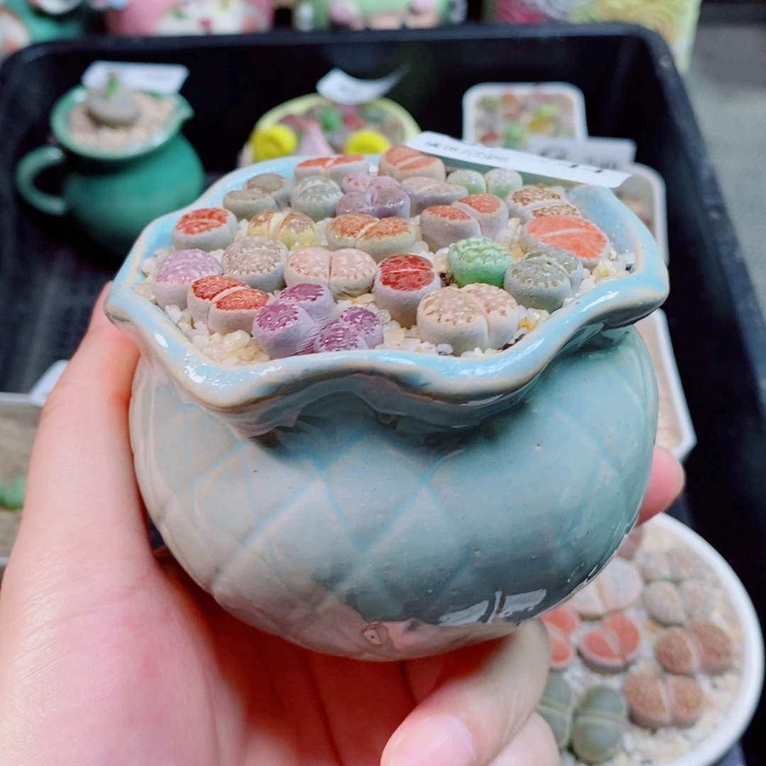 生石花花花花花744