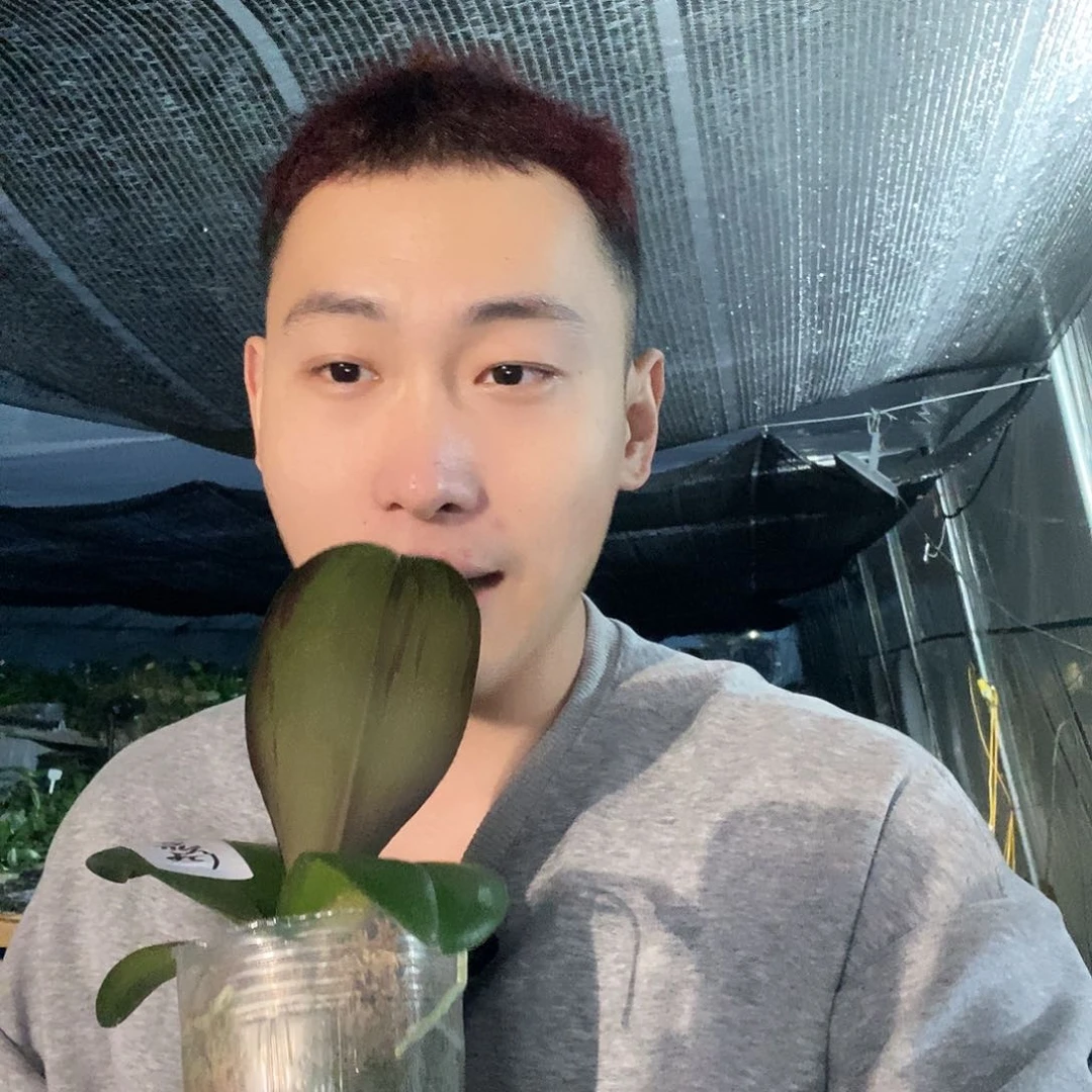无花朵哈根达斯蝴蝶兰