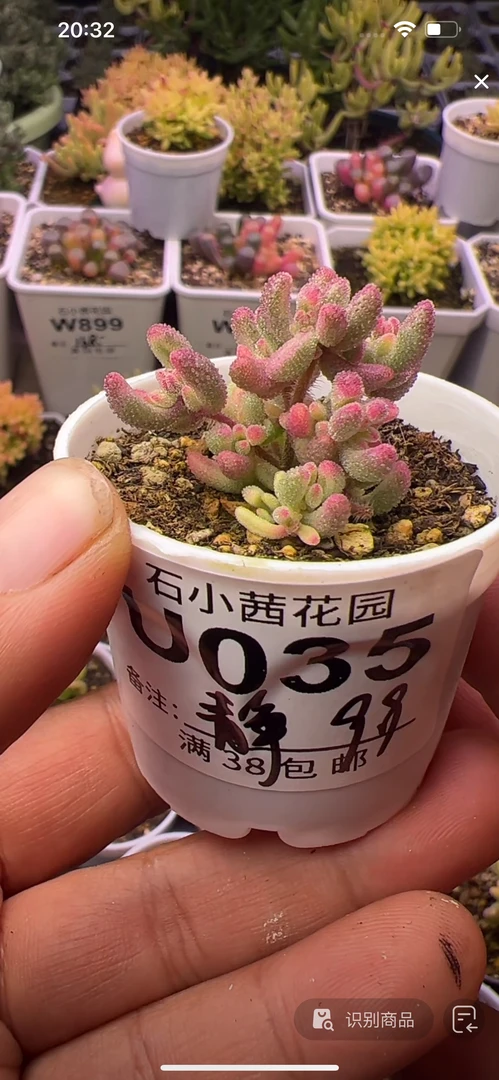 静-多肉植物枝干番杏-红宝石锦