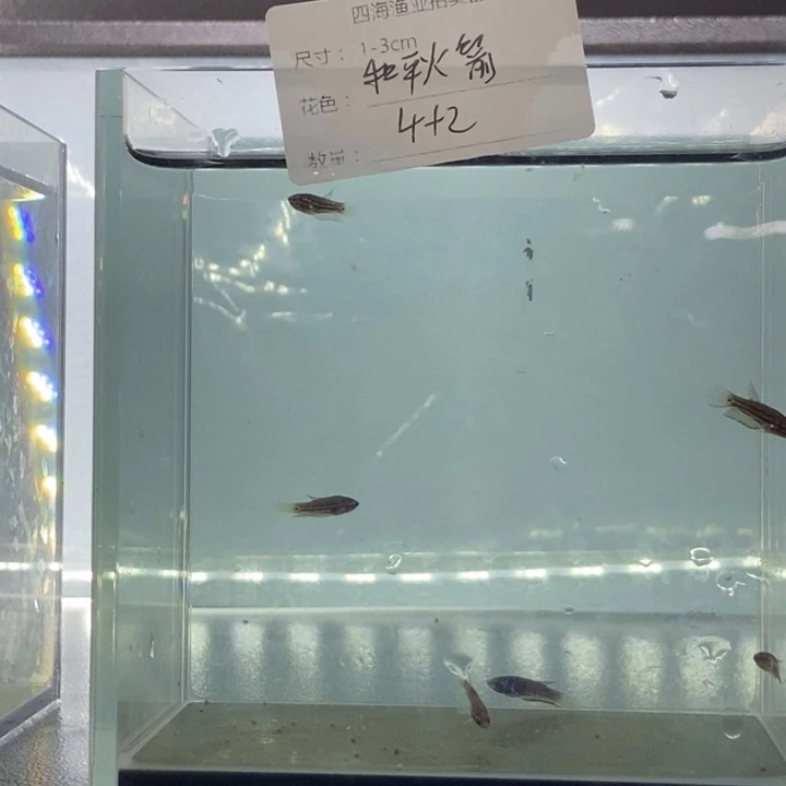 斗鱼包活不包损所见即所得463