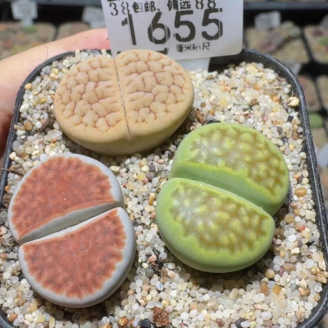 Ssss精品生石花1655