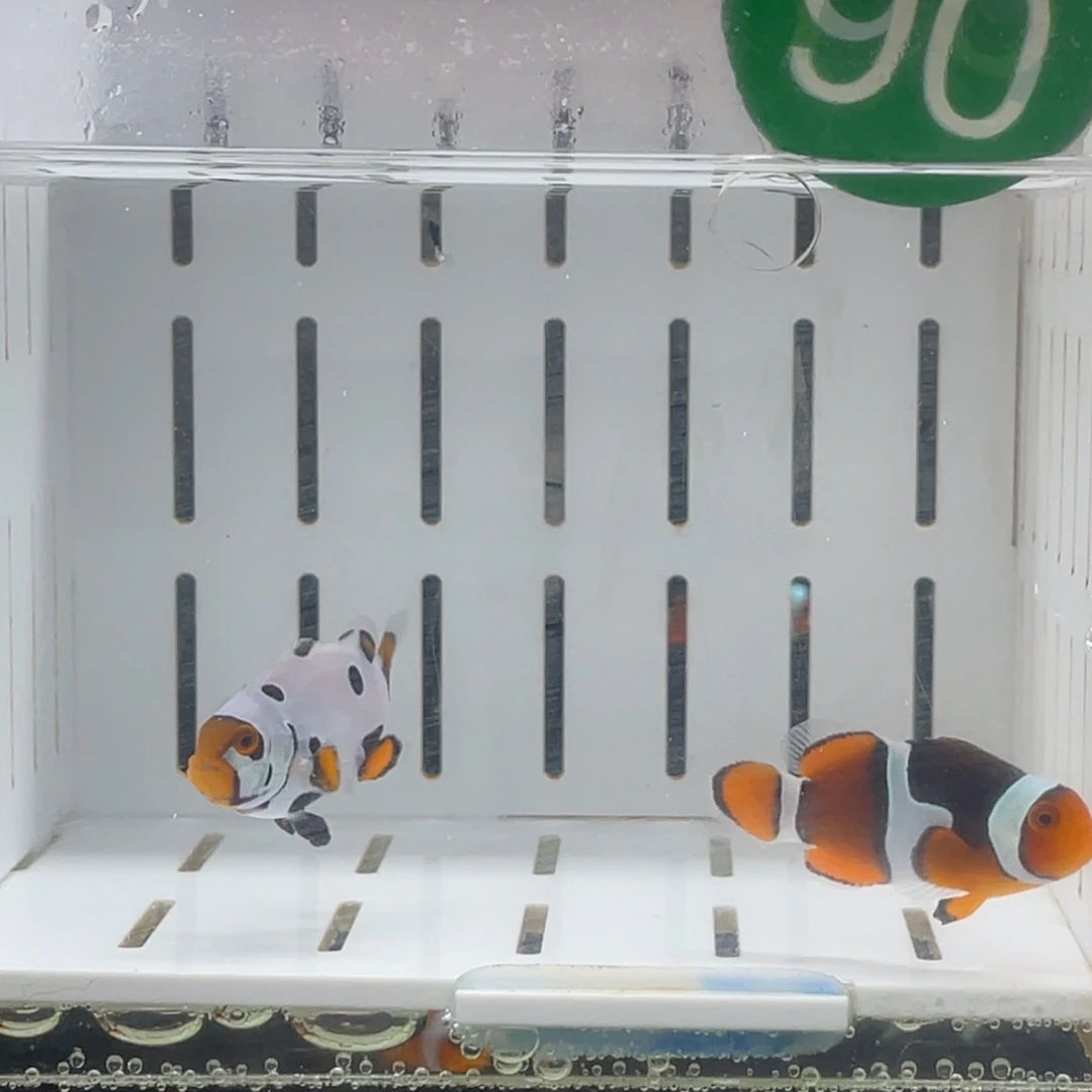 海水鱼黑背心➕黑卡