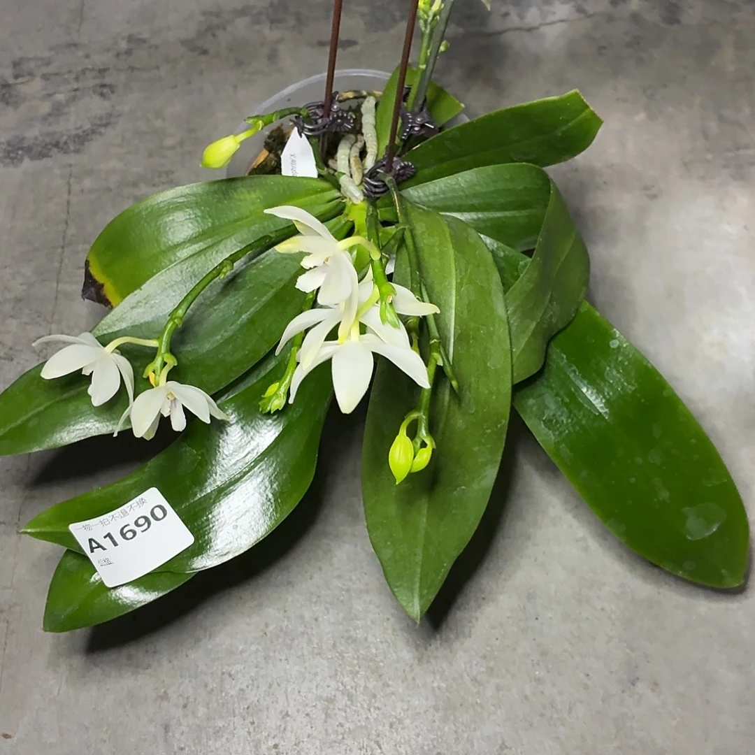 当前无花朵，栽培后可花朵A1690yss1141