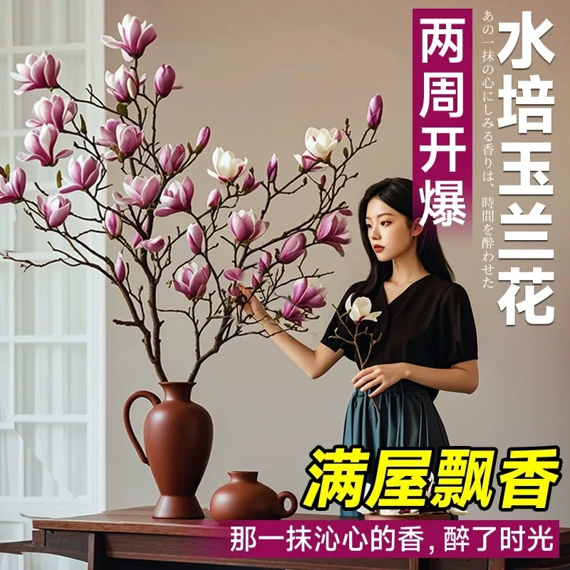 ［调性年宵花］鲜切枝玉兰盆栽室内净化空气客厅美观绿植浓香紫玉兰