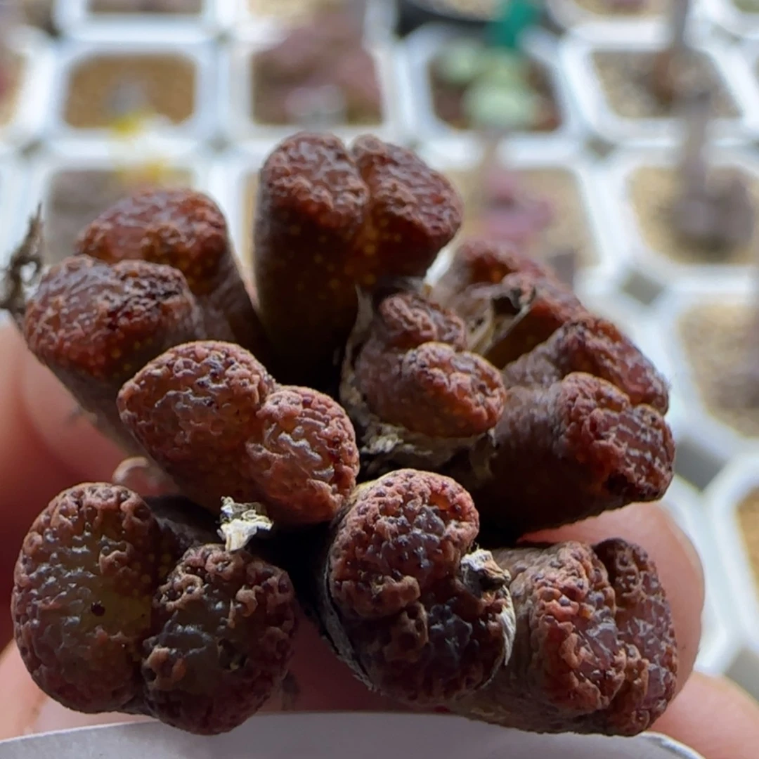 【闪购商品】15409