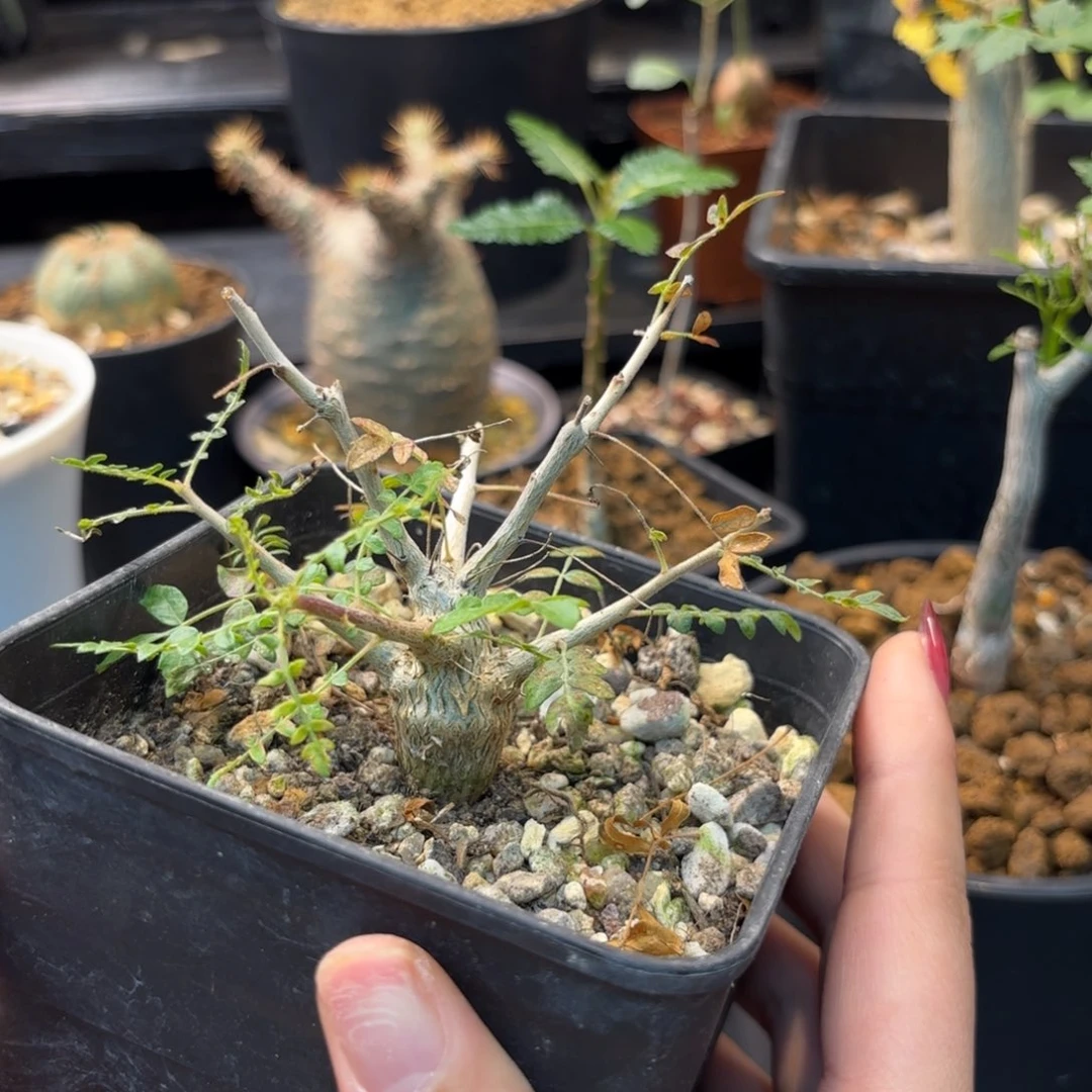 木 尼勒达乳香哈哈哈