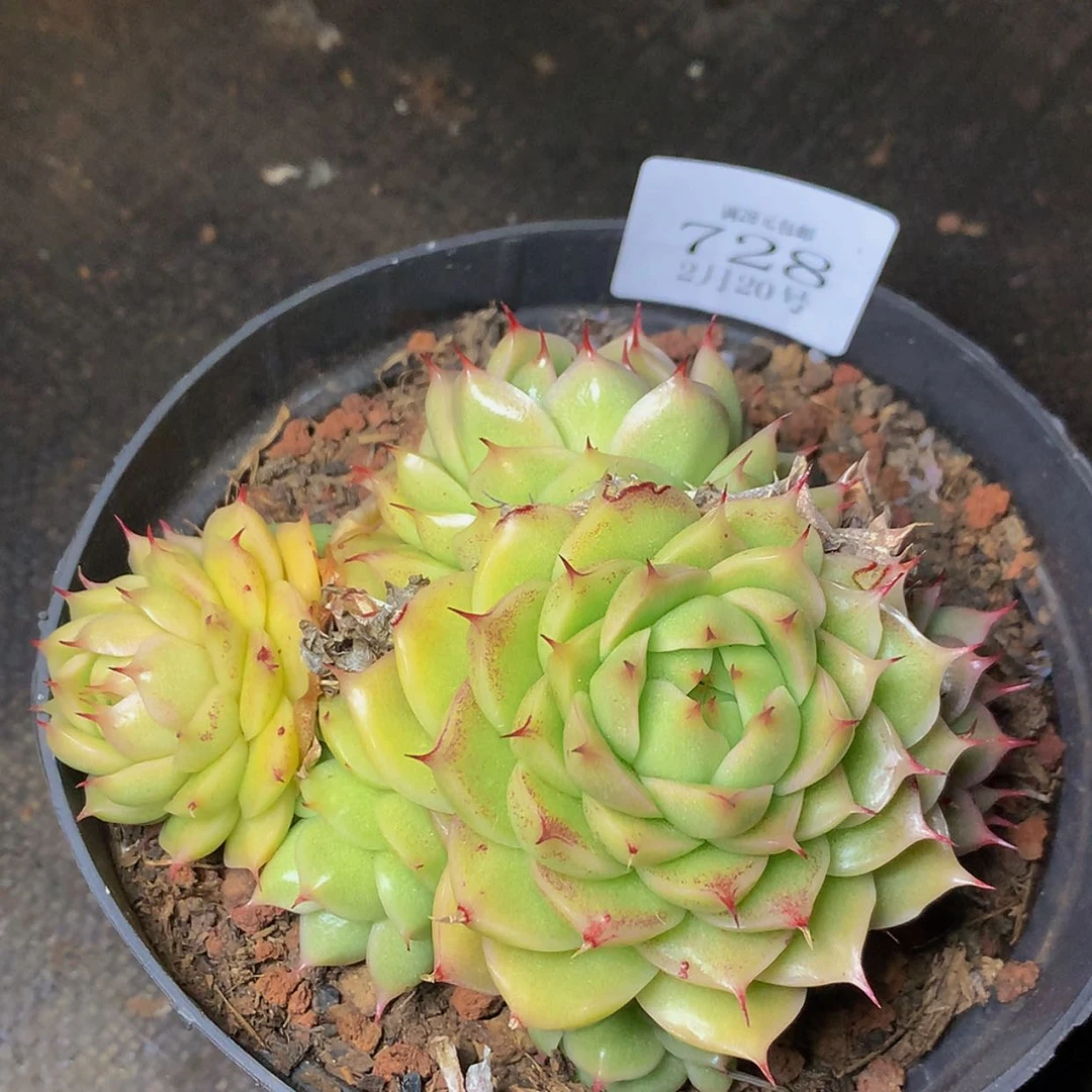 【闪购商品】云728