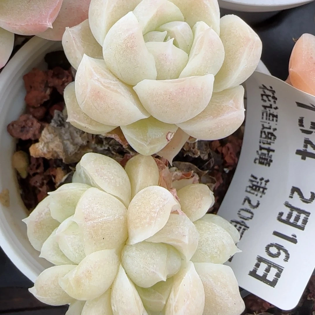 花语逸境0216-134