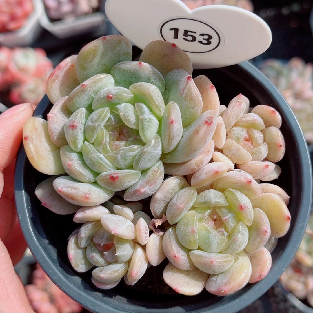 153号小老桩白恋群