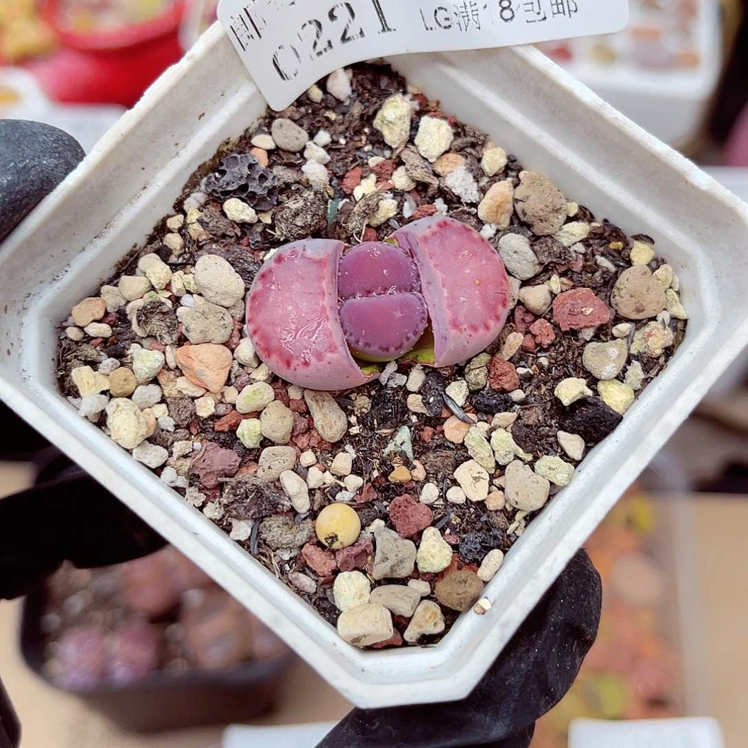 生石花满18包邮21-124