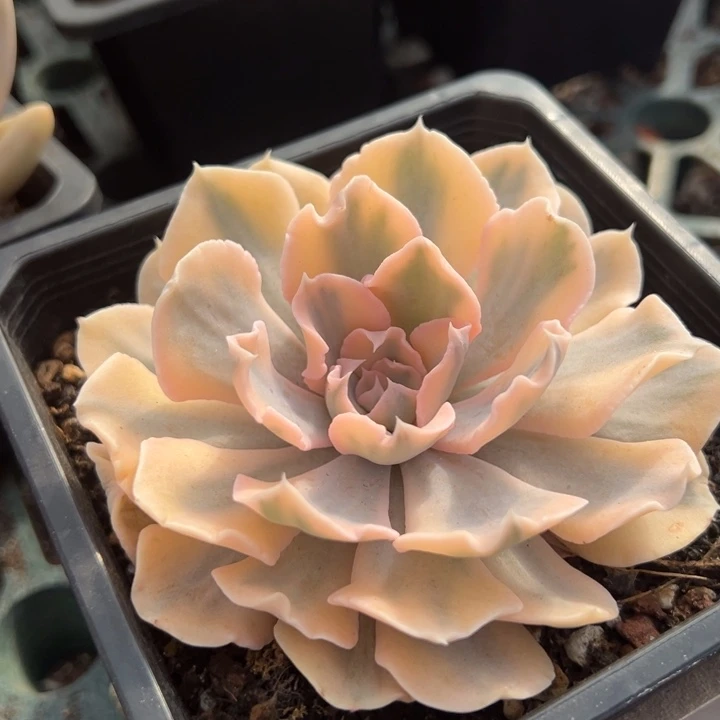 利比里亚锦一物一拍锦龙