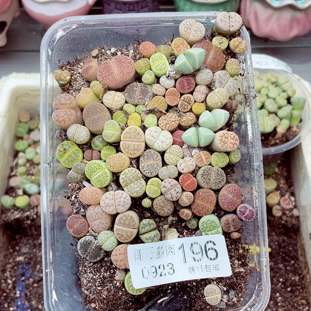 生石花满18包邮0923-196