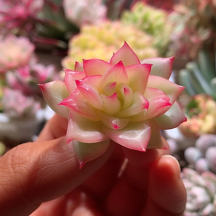 弗罗瑞安娜侧芽锦锦