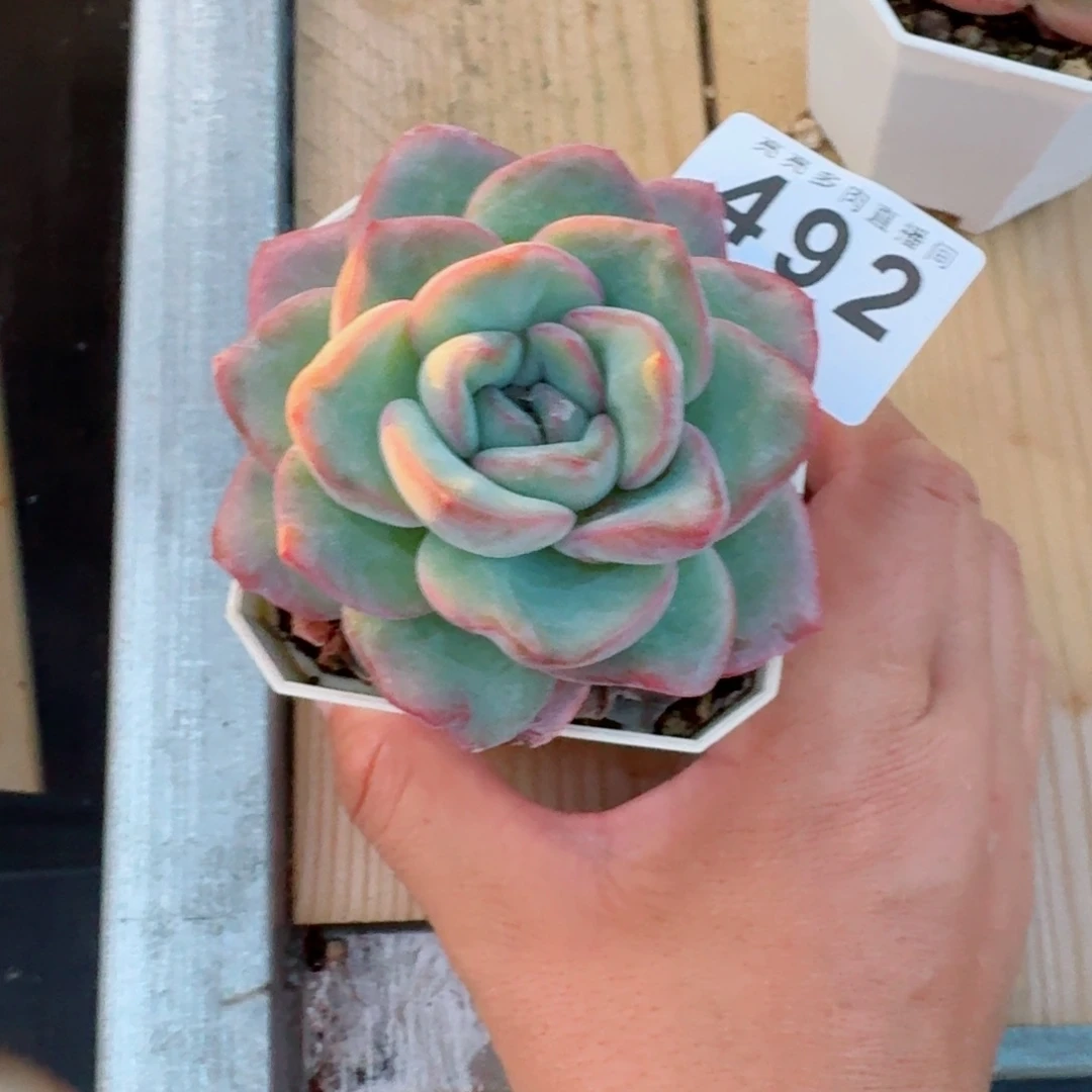 真***了泡芙            精美多肉植物