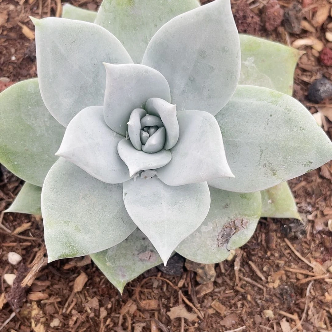 牡丹苹果叶老桩924