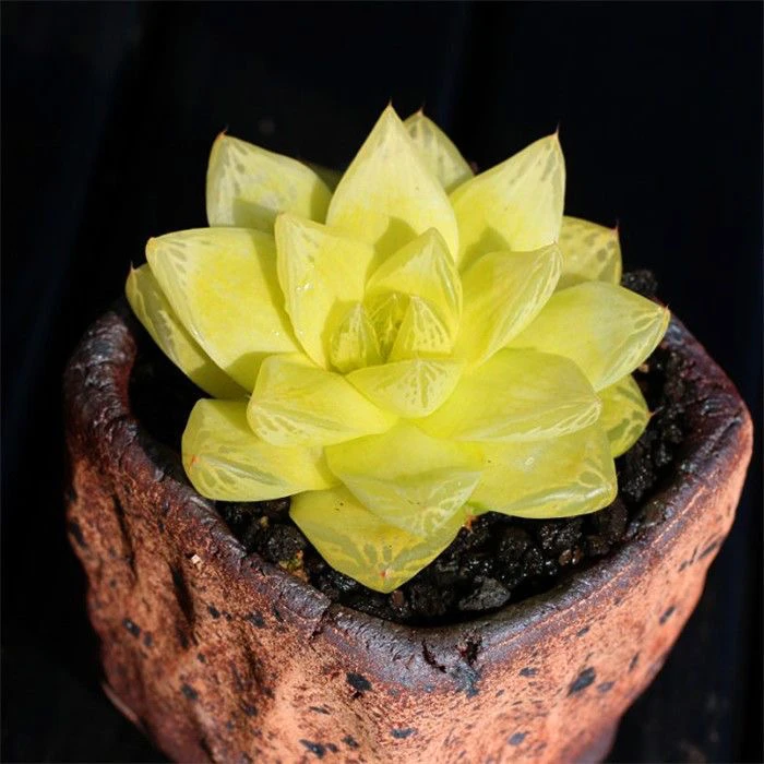 【满9.9包邮 】黄金玉露 6.5cm多肉植物以直播间展示为主