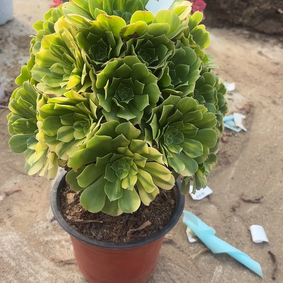 五彩琉璃手捧多肉植物938