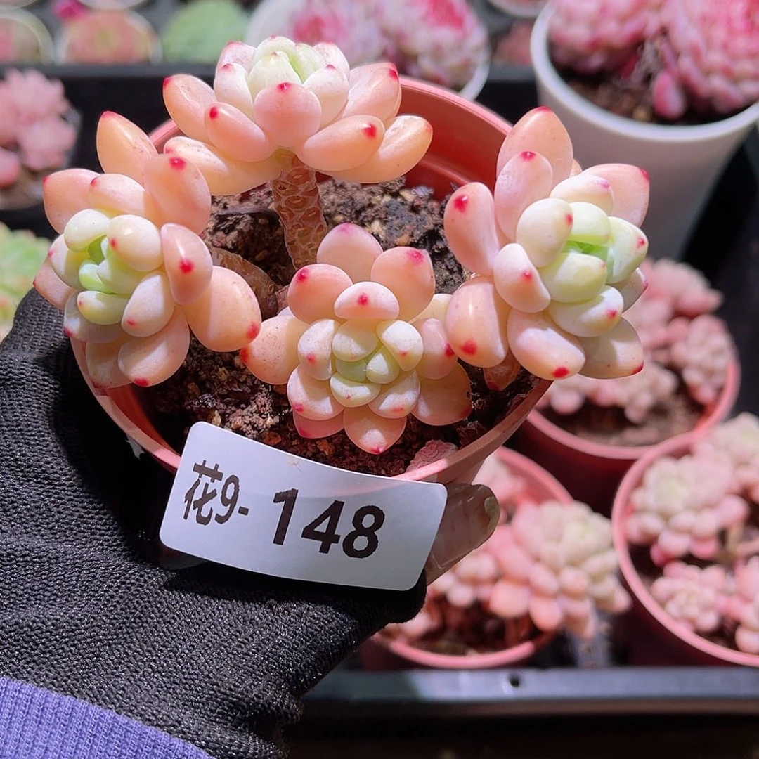 花09-148罗琦群生