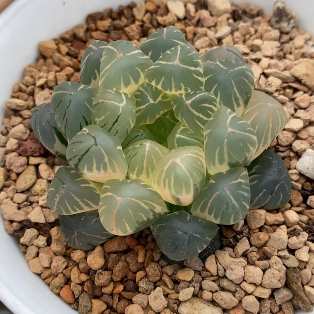 45号实生糊斑玉露锦