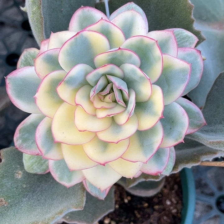 晨露锦一物一拍锦物