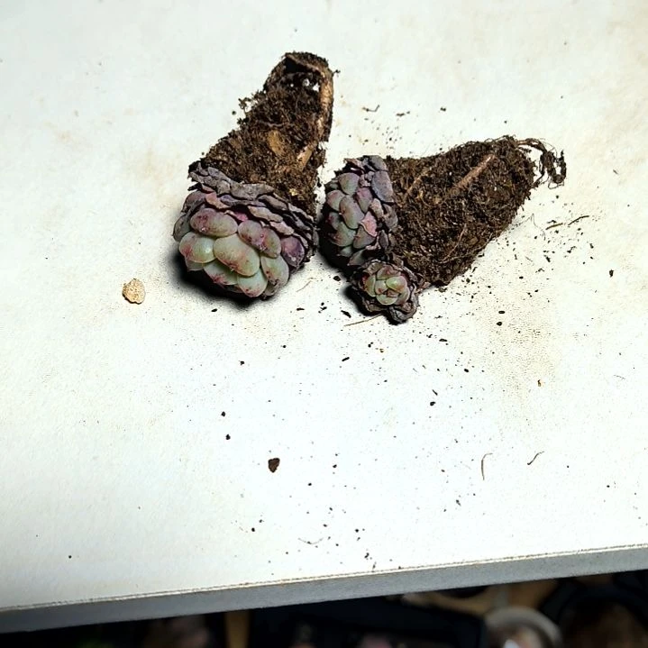 满6元包邮，雪团红爪俩颗