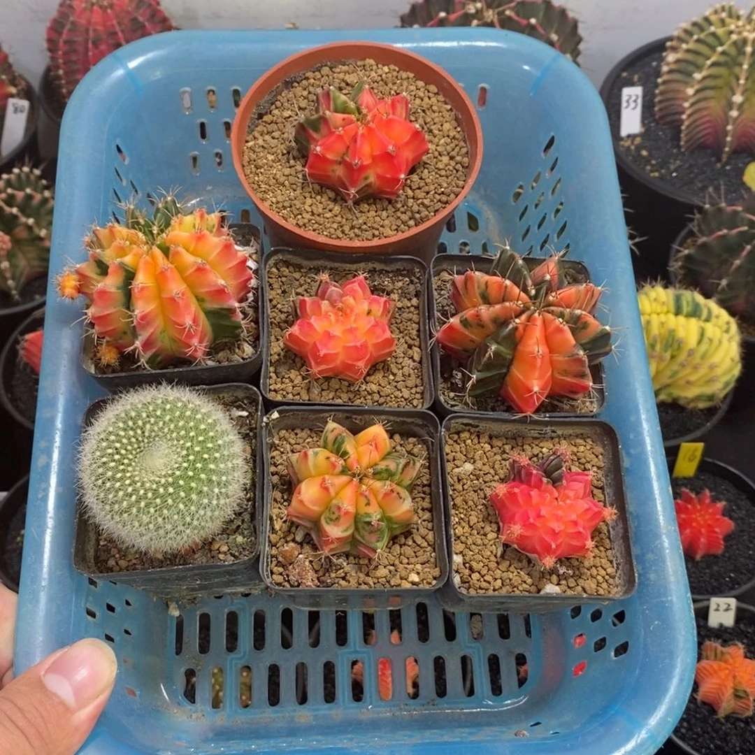 一筐7个米哈套餐—脱土发货