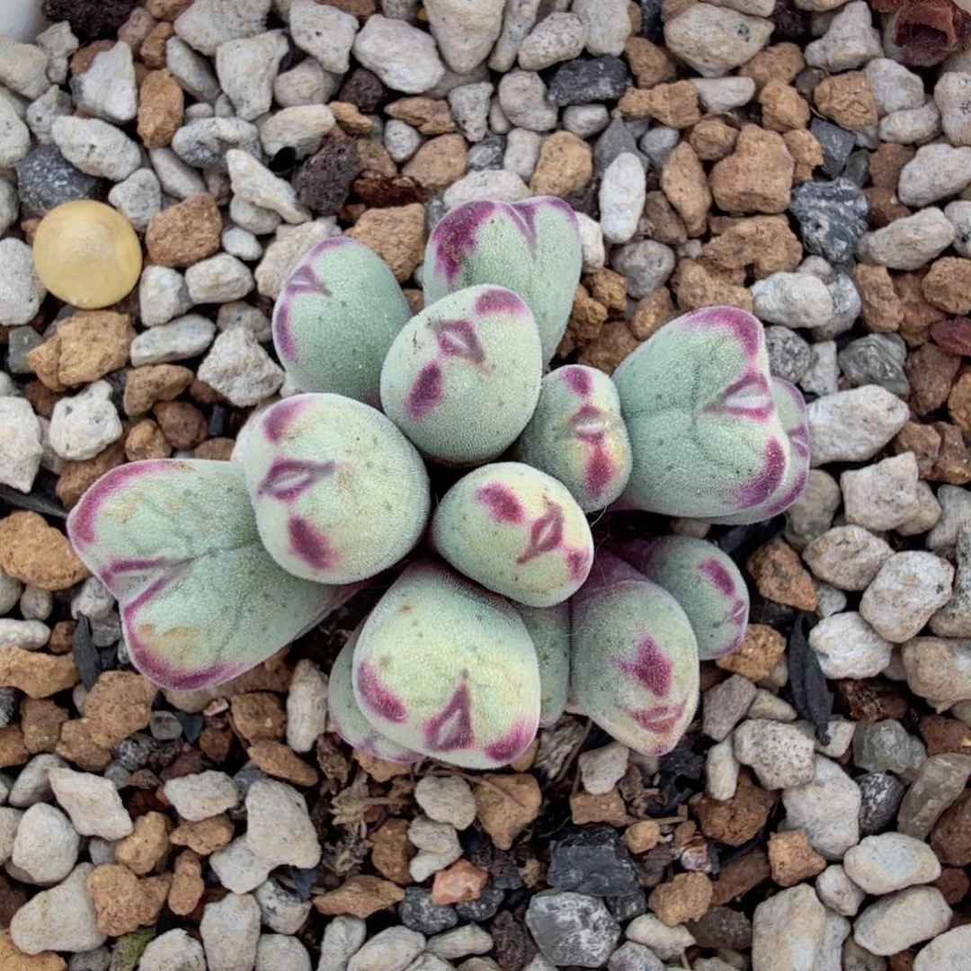 莎文利亚 12-25-L26。