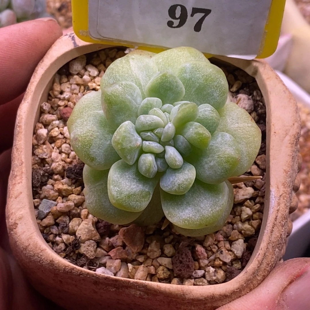 797冰玉石化变异缀化多肉