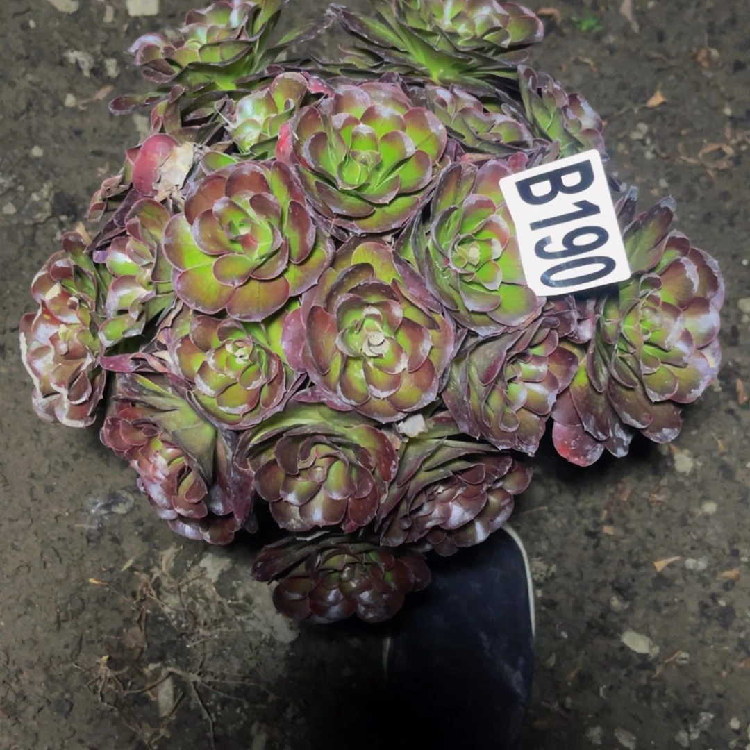 魅金法师16//36包邮