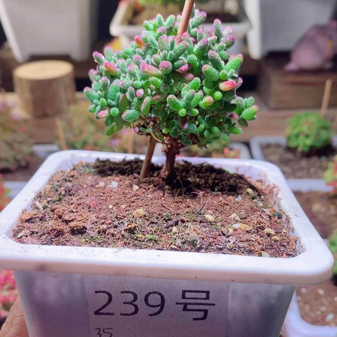 蜜橘带盆土发货一物一拍