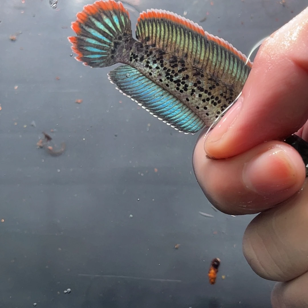 雷龙鱼68号1111111111