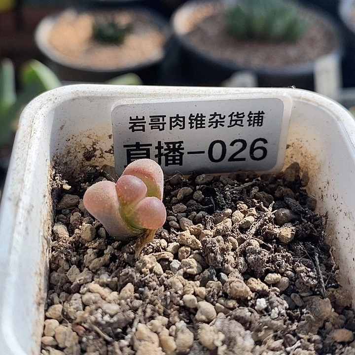 C10大型红风铃一颗