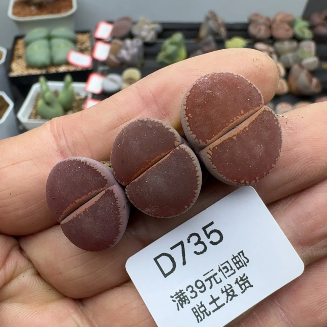 735多肉哈哈哈哈哈哈
