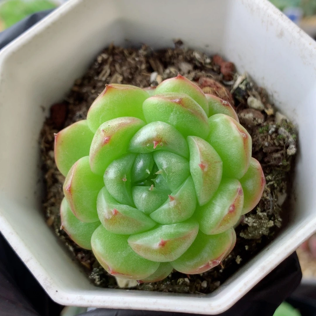 58包邮  群生不包整露华35