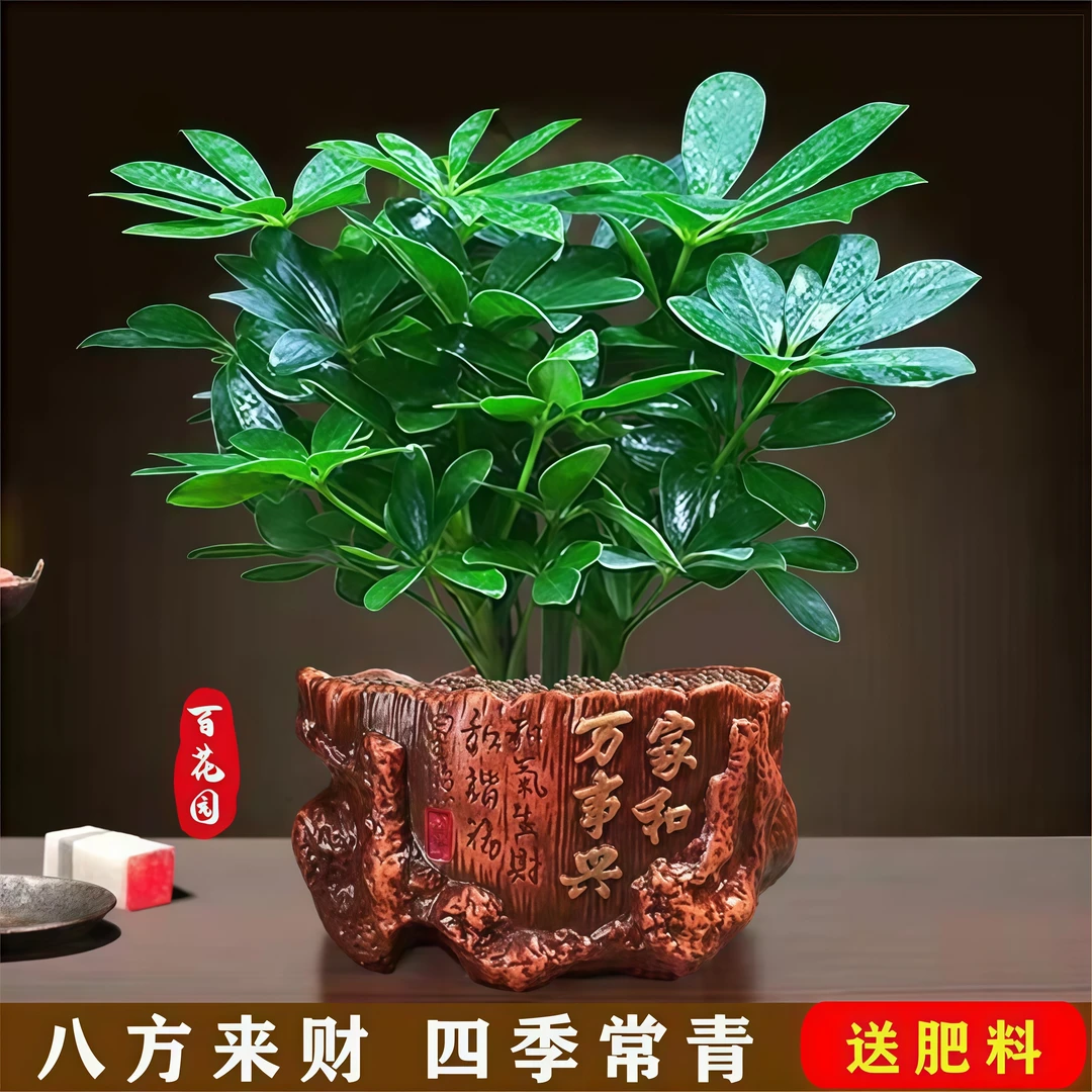 八方来财四季常青好养活七叶莲鸭脚木室内办公室懒人好养净化空气