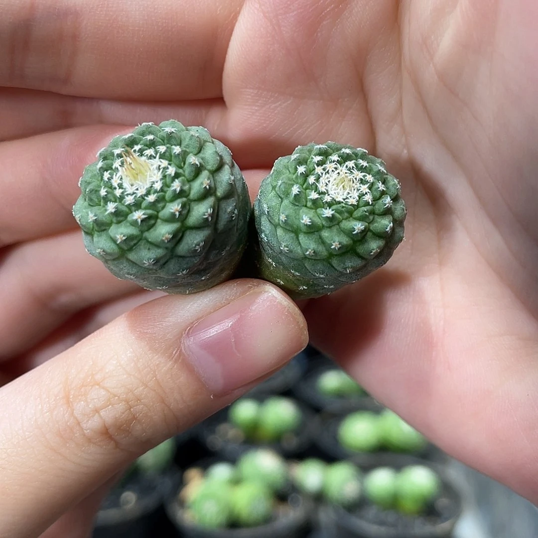 3.5cm实生双头菊水无砍头