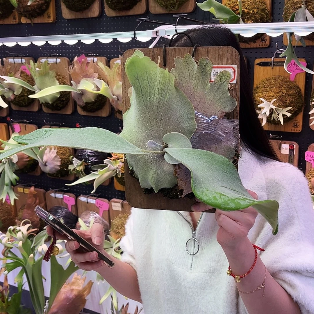 白色恋人 鹿角蕨。