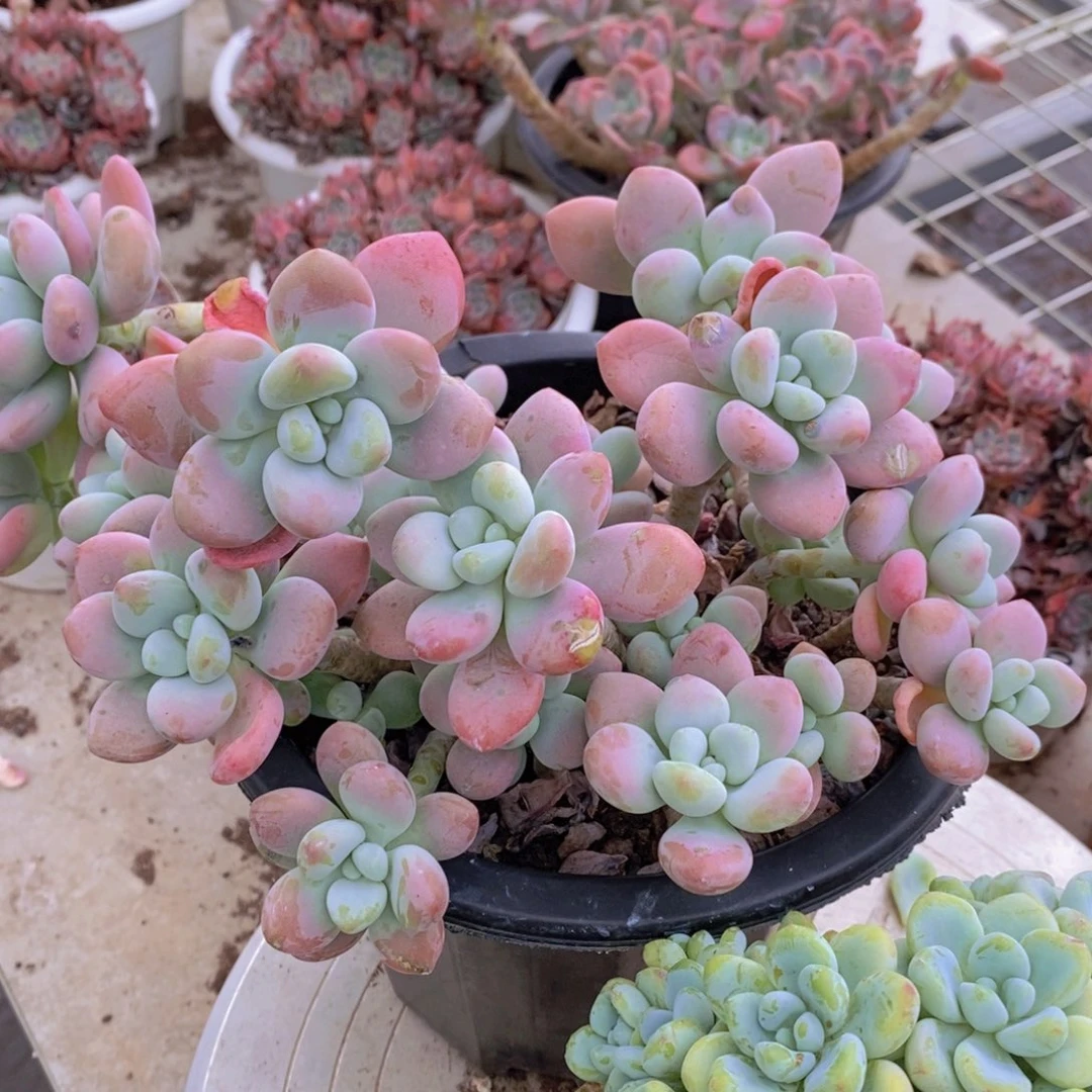 樱花洛神多头群生老桩