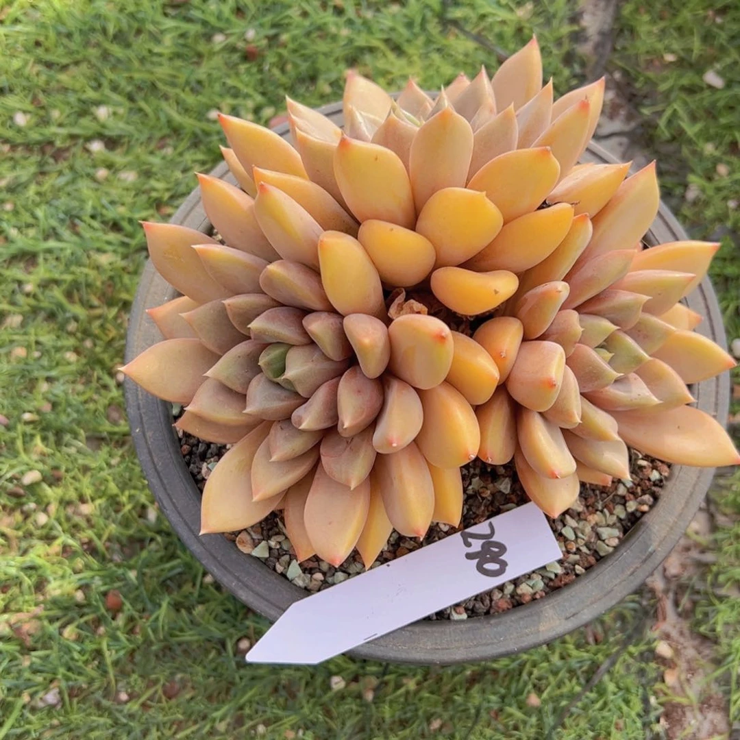 香玉的故事是一个人的故事